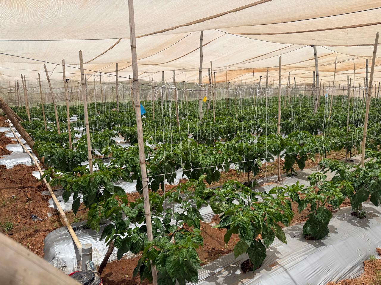 Chilli seed crop under protected net-house cultivation