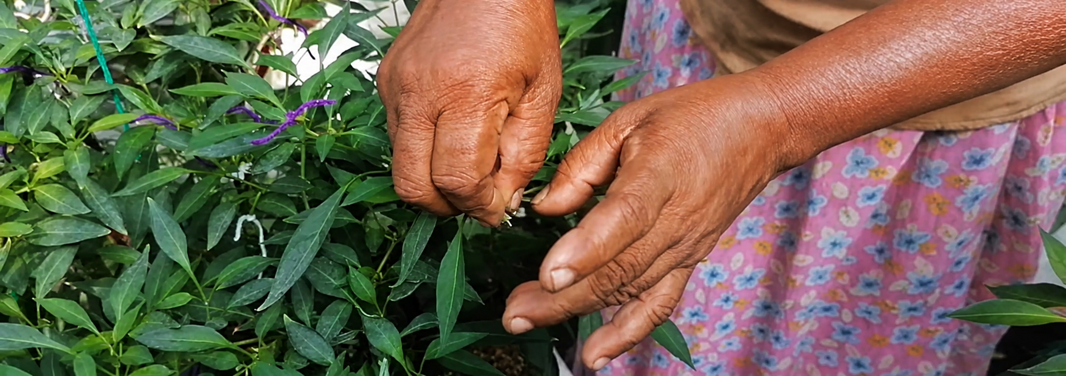 Manual pollination work on chilli plants