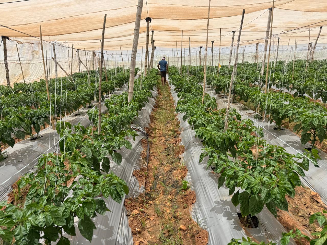 Chilli seed production plants in protected cultivation in Karnataka