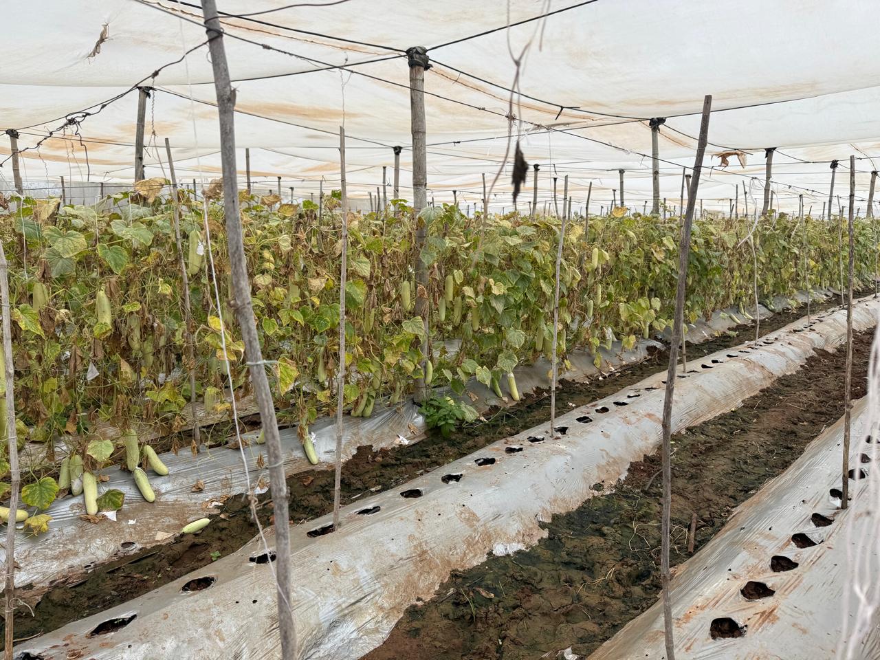 Cucumber seed crop at harvest stage under protected cultivation